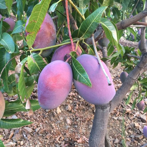 Mango