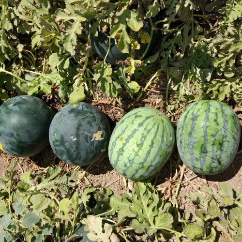 Sandia