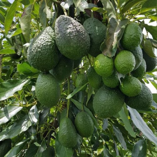 Aguacate