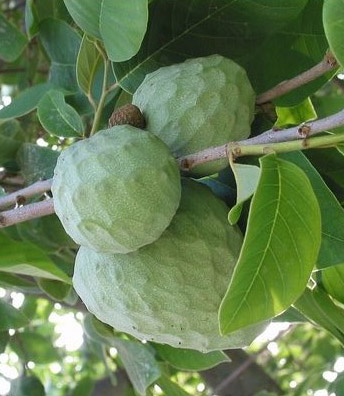 Chirimoya