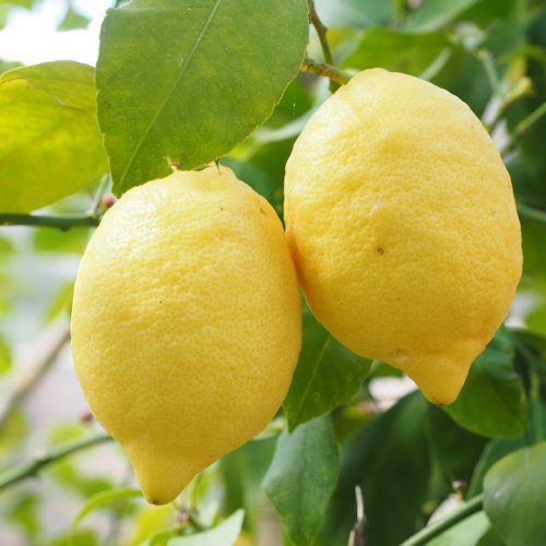 Limón