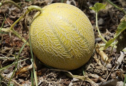 Melón