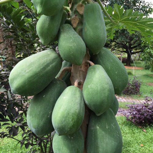 Papaya