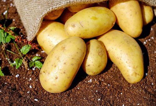 Patata