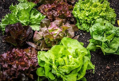 Lechuga